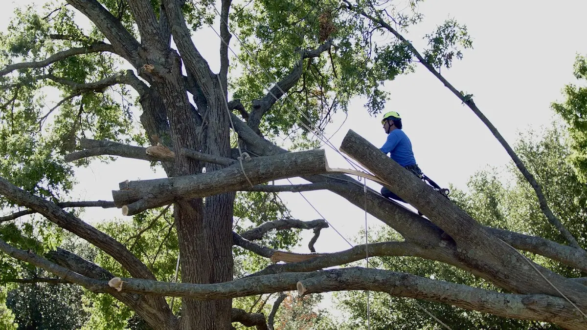 Professional Hazardous Tree Removal performed by certified arborists in Winnsboro