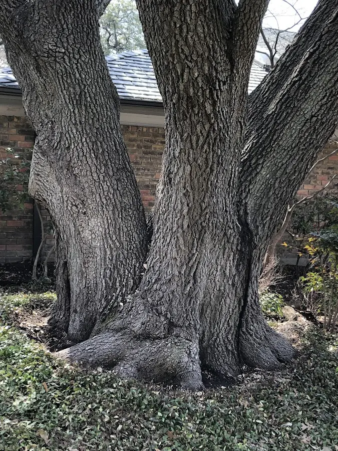 Mature heritage tree close to a Winnsboro property cared for by certified arborists